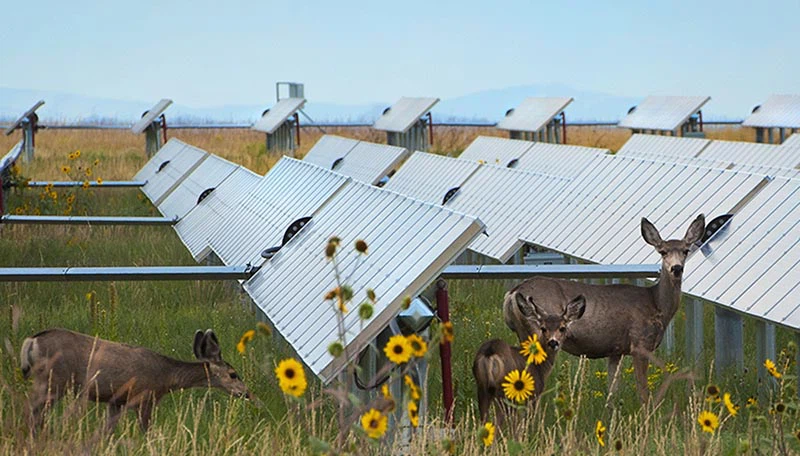 Solar Agrivoltaics wildlife grazing